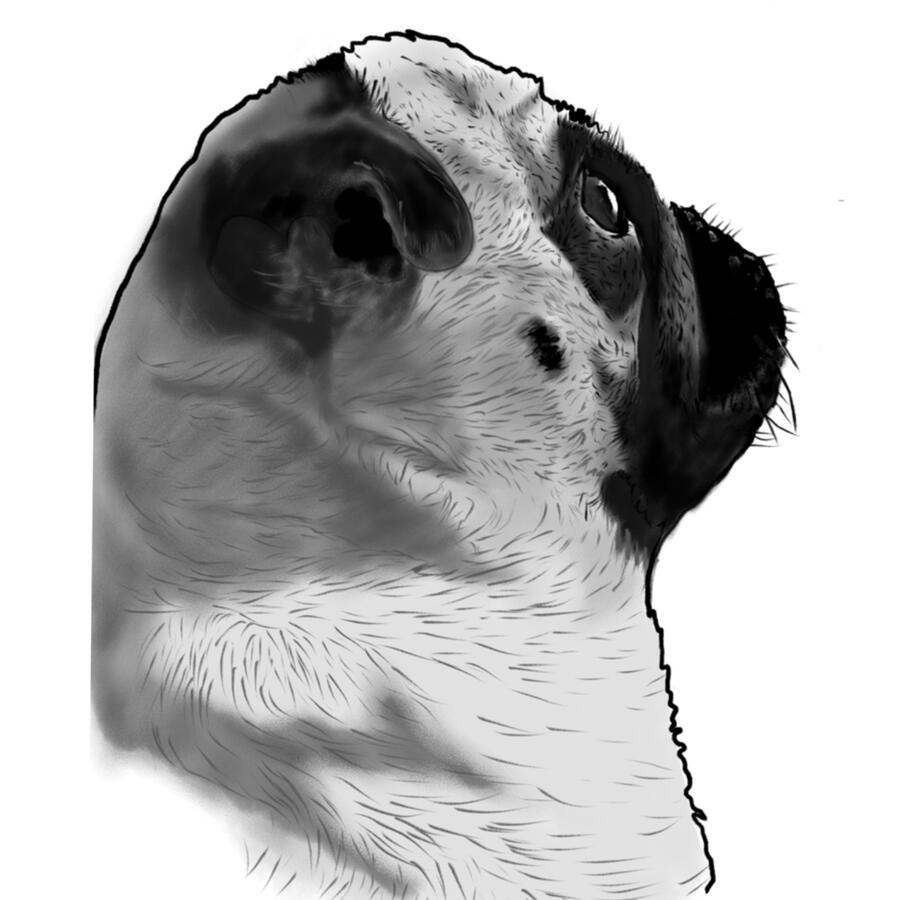 Dog study n.3